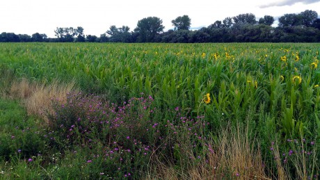 Vlevo pole s kukuřicí a slunečnicemi.